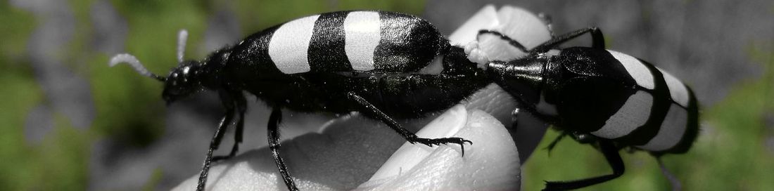 Close-up of leaf