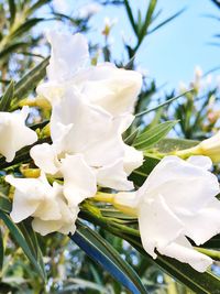 Close-up of white flowers