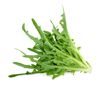 Close-up of green leaf against white background