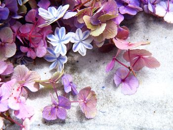 High angle view of pink flowering plant leaves