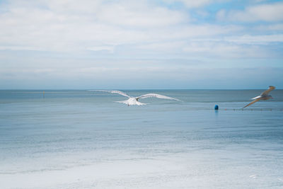 Seagulls flying over sea against sky