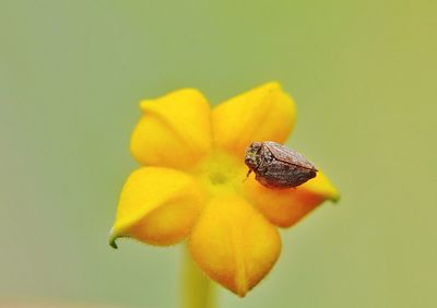 Close-up of insect on yellow flower