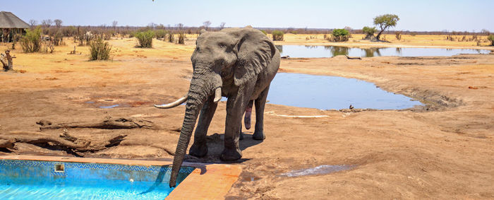 View of elephant on beach