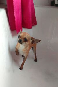 High angle view of dog standing on floor