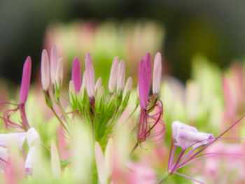 Close-up of pink flowering plant