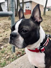 Close-up of a dog