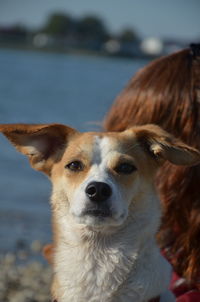 Close-up portrait of dog