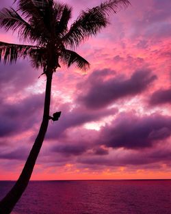 Low angle view of tree against dramatic sky