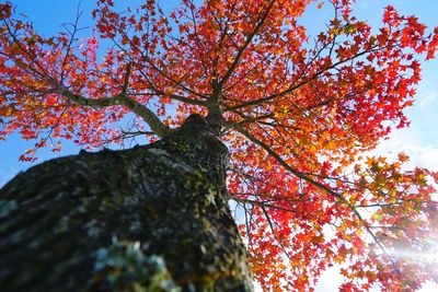 Low angle view of tree against sky