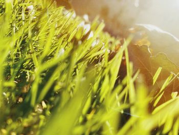 Close-up of grass growing in field