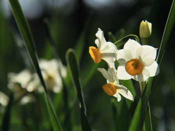 Close-up of white flowering plant