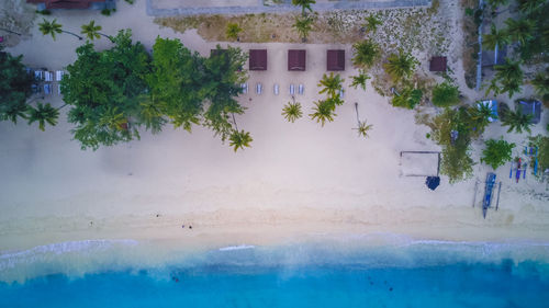 Trees and plants by swimming pool against building