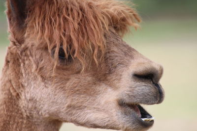 Close-up of wild camel