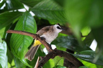 Bird perching on a plant