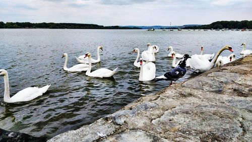 Swans swimming in lake against sky