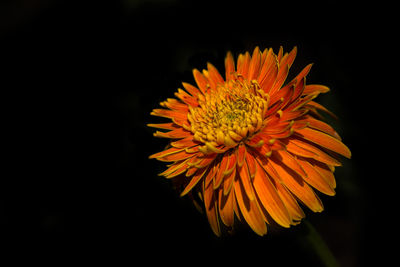 Close-up of orange flower against black background