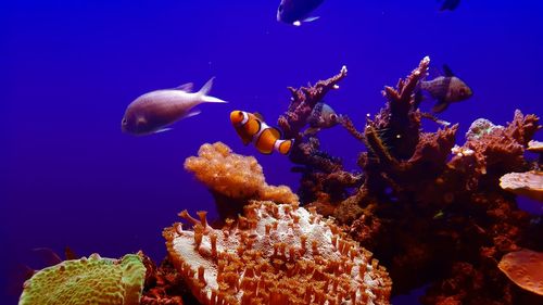 Close-up of fish underwater