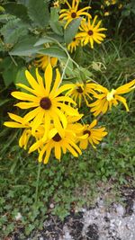 flowering plant