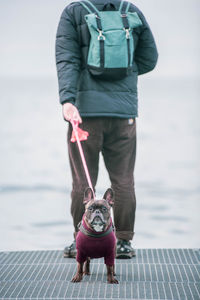 Full length of dog standing on sea shore