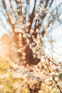 Close-up of cherry blossom on tree