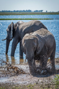 Elephants in lake on sunny day