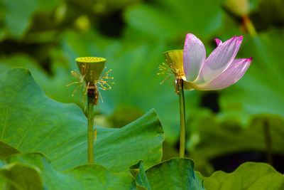 Close-up of purple water lily