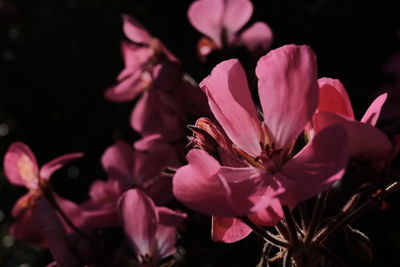 Close-up of pink flowers blooming outdoors