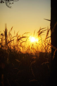 Silhouette plants on field against sky during sunset