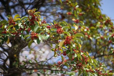 Close-up of red flowers