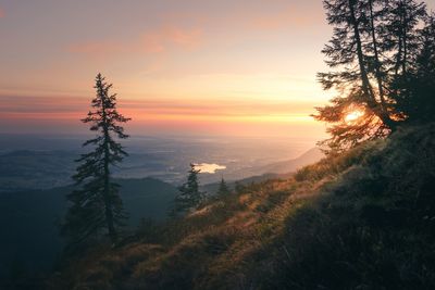 Scenic view of trees against sky during sunset