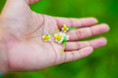 Close-up of hand holding flower against blurred background