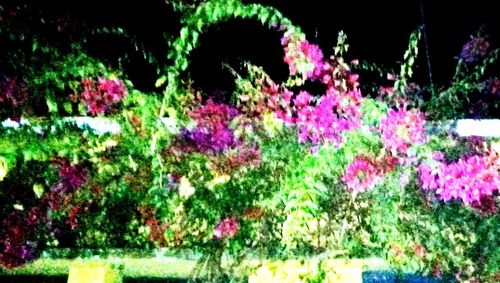 Flowers growing outdoors