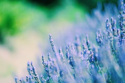 Close-up of purple flowers