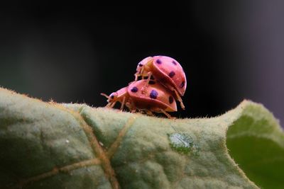 Close-up of insect on leaf