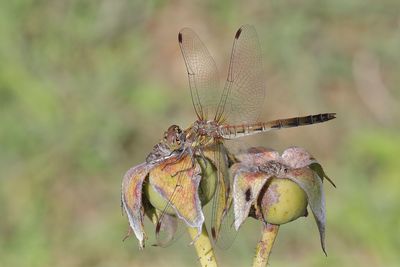 Close-up of dragonfly