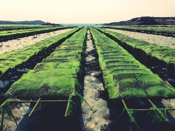 agriculture