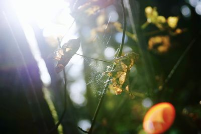 Close-up of spider on web