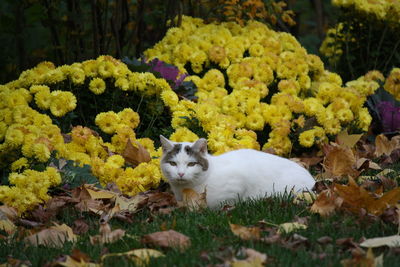 View of yellow flowers against plants