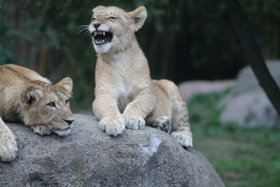 View of two cats on rock