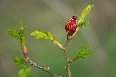 Close-up of ladybug on plant