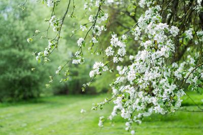 White flowers growing on tree