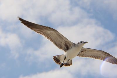 Low angle view of seagull flying against sky