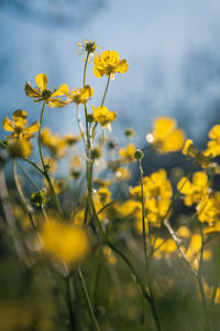 Close-up of yellow flowering plants on field