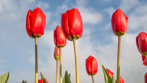 Pink tulip flowers close up low angle of view with blue sky background 