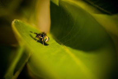 Close-up of insect on leaf