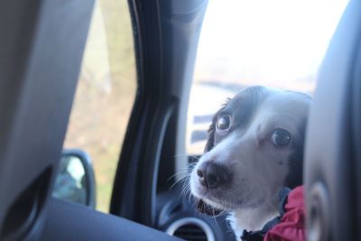 Close-up of dog looking through car window