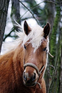 Close-up of horse