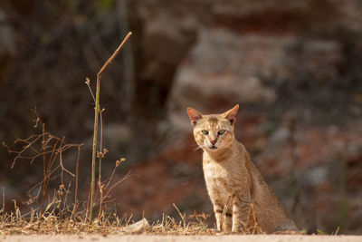 Portrait of a cat on field