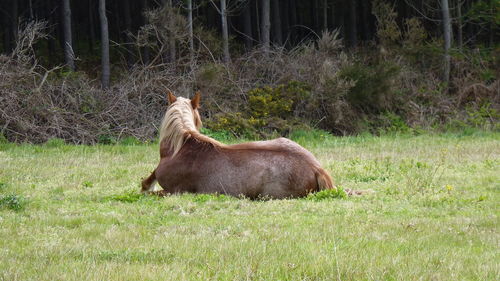 Side view of a horse on field