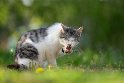 View of a cat on field